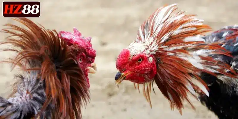 nhan-thuong-lon-khi-choi-da-ga-hz88